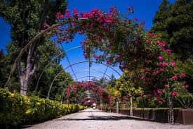 Pasillo arqueado cubierto de flores rosas en el parque
