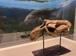 Exposición de fósil de dinosaurio en vitrina con fondo de paisaje prehistórico
