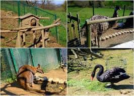 Collage de animales en el Núcleo Zoológico El Bosque, incluyendo un avestruz, un cisne negro y un canguro