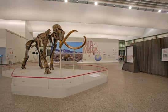 Interior del museo mostrando el esqueleto de un mamut en exhibición