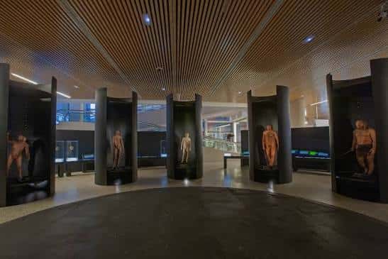 Sala de exposiciones con figuras humanas en vitrinas circulares bajo techo de madera