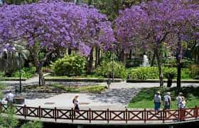 Paseo del parque con árboles de jacaranda en flor