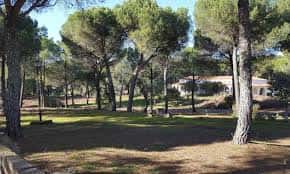 Área verde del camping con árboles y edificaciones al fondo