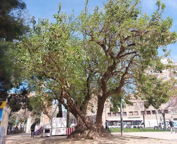 Árbol frondoso en el interior del Parc de la Marquesa