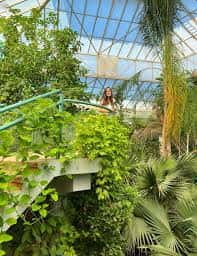 Interior de invernadero con estructura de vidrio y vegetación tropical, incluyendo palmeras y enredaderas
