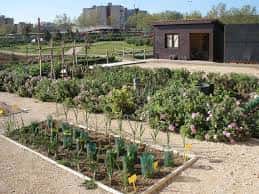 Huertos urbanos en el parque Bosquesur con parcelas cultivadas y edificación moderna