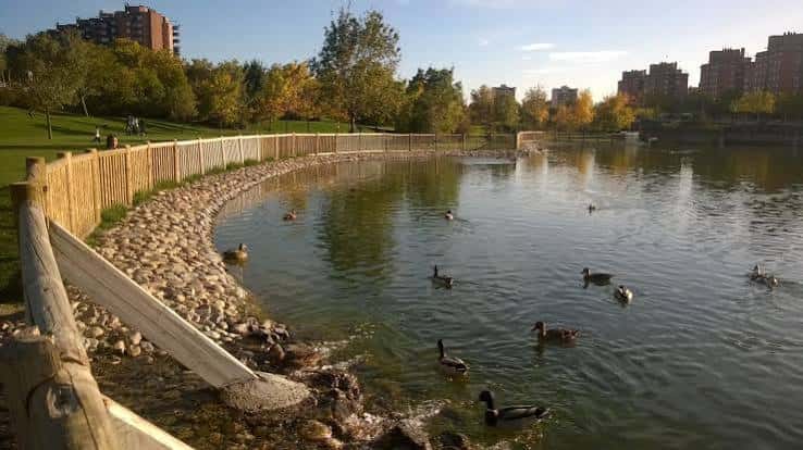 Vista panorámica del lago con patos y entorno natural