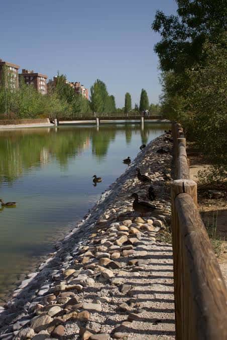 Sendero junto al lago con aves acuáticas y puente al fondo