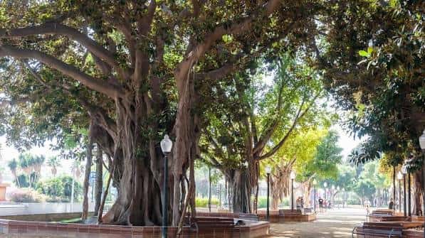 Avenida arbolada con ficus centenarios y farolas clásicas