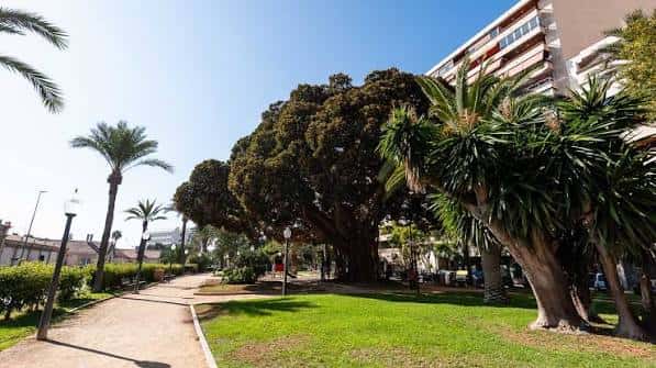Paseo del parque con palmeras y grandes árboles bajo cielo despejado