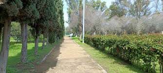 Sendero arbolado con cipreses y setos en el interior del parque