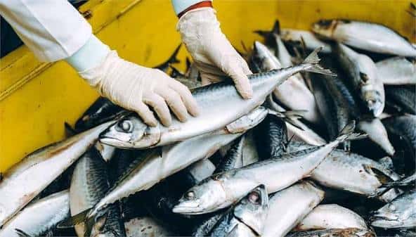 Manos manipulando pescado fresco en la lonja, mostrando la actividad tradicional del mercado
