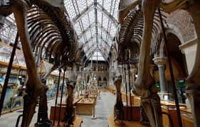 Interior del museo con esqueletos de dinosaurios bajo una techumbre de cristal