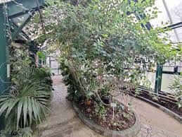 Invernadero del museo con vegetación tropical y sendero peatonal