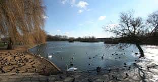 Vista del lago Baffins Pond con cisnes y patos en un día soleado
