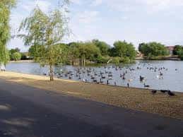 Paseo junto al lago con árboles y aves acuáticas
