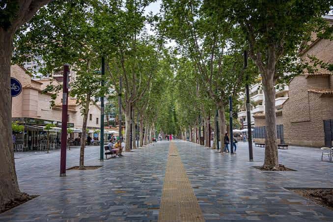Vista panorámica del Paseo Alfonso X con árboles frondosos y pavimento de piedra