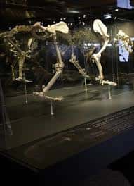 Exposición de esqueleto de dinosaurio en vitrina del museo