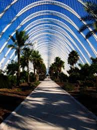 Pasarela arqueada con palmeras bajo cielo azul