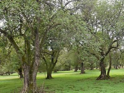 Zona arbolada del parque con árboles frondosos y césped verde, ideal para eventos al aire libre