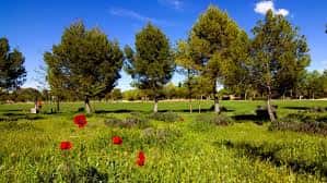 Prado florido con árboles y flores rojas en primer plano, ideal para eventos al aire libre