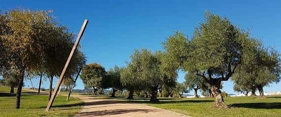 Paseo arbolado con olivos centenarios bajo cielo despejado
