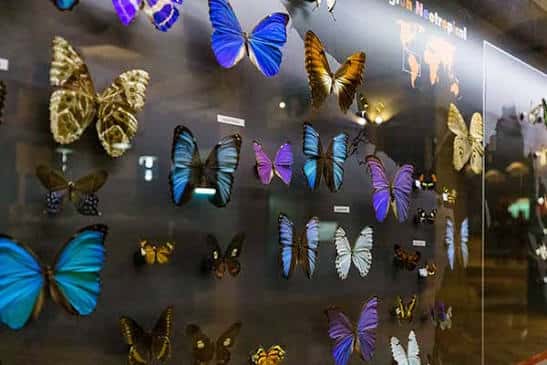Exhibición de mariposas tropicales en un panel iluminado