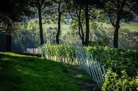 Viñedos de Goose Beck con bancos al aire libre entre árboles
