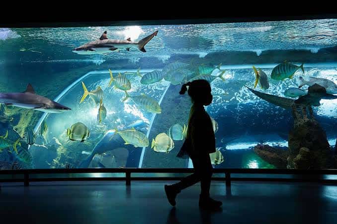 Niña observando un gran acuario con tiburones y peces tropicales