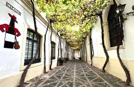 Pasillo exterior con enredaderas y murales típicos de Jerez