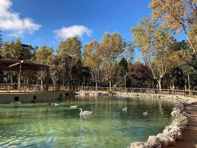 Vista panorámica del estanque del Parque de la Alamedilla con cisnes y un kiosco de madera al fondo