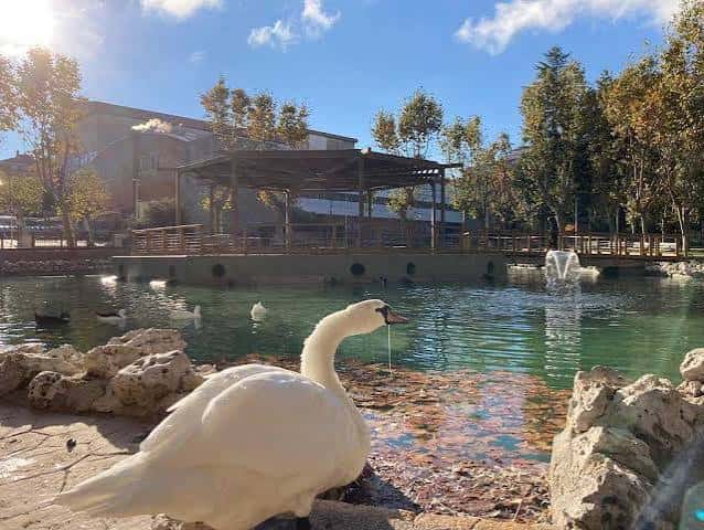 Primer plano de un cisne blanco junto al borde del estanque, con fuente y kiosco en el fondo