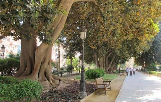 Árbol monumental con tronco grueso y sombra en el jardín junto a banco y farola