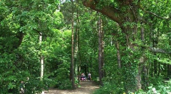 Sendero arbolado en Hoglands Park con personas paseando