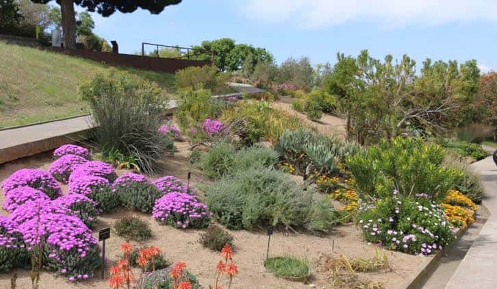 Lecho de flores coloridas con plantas suculentas y sendero de piedra en primer plano