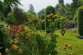 Vista del jardín con flores amarillas y setos decorativos