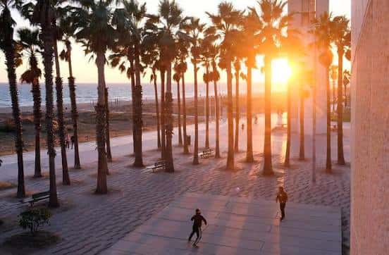 Vista panorámica de la Plaça de les Palmeres al atardecer con el sol reflejándose entre las palmeras y el mar de fondo