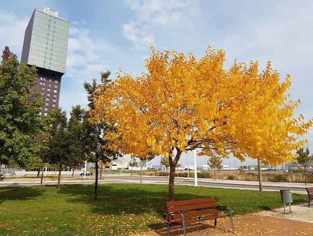 Árbol con hojas amarillas en otoño y banco en el parque