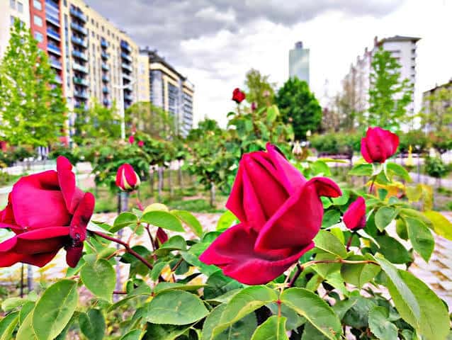 Vista de primer plano de rosas rojas en flor en el parque