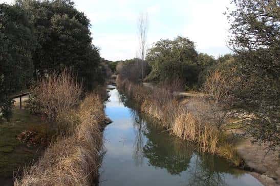 Vista del río que atraviesa la Dehesa de Navalcarbón con vegetación ribereña