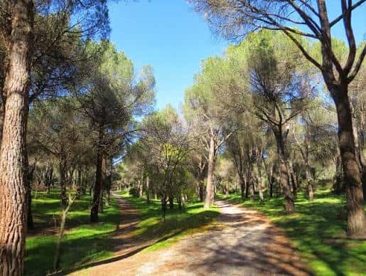 Sendero arbolado con pinos bajo un cielo despejado