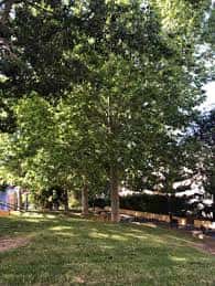 Área verde del parque con árboles frondosos y césped, ideal para eventos al aire libre