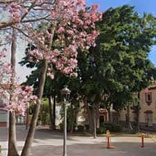 Plaza de la Juventud con árboles en flor y ambiente tranquilo