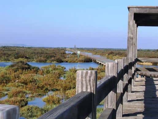 Pasarela de madera sobre la marisma con vistas al humedal y vegetación mediterránea