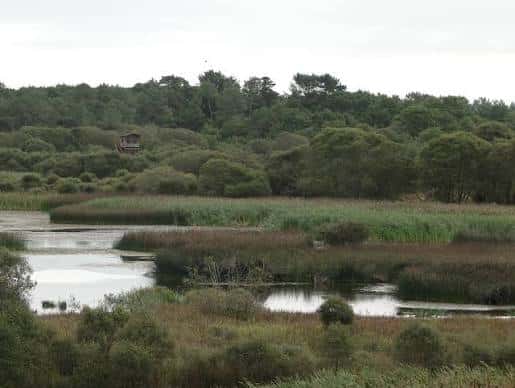 Vista panorámica de la Laguna de Cospeito con vegetación y árboles al fondo