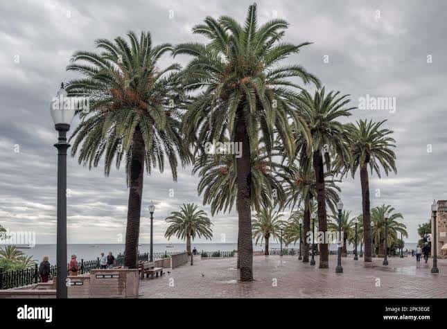 Paseo de las Palmeras con palmeras altas y el mar al fondo