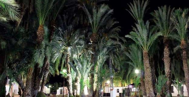 Paisaje nocturno del parque con palmeras iluminadas y ambiente festivo