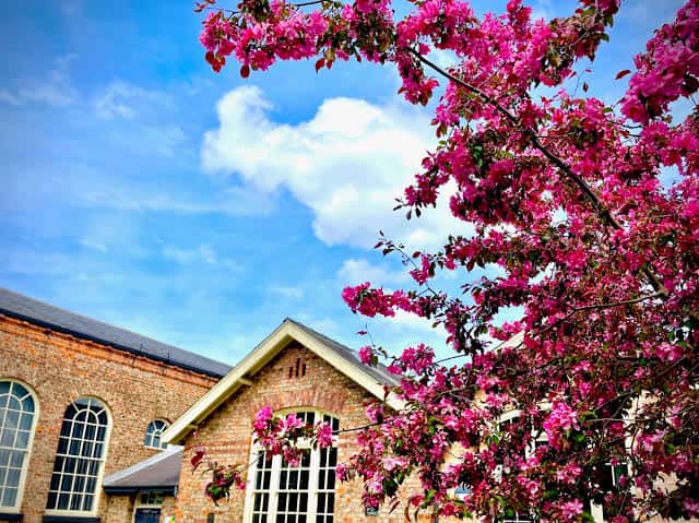 Vista lateral del centro con un árbol de flores rosas en primer plano bajo un cielo azul