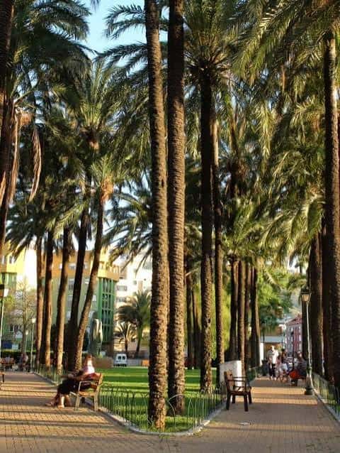 Avenida de palmeras en la Plaça Jaume I con personas descansando