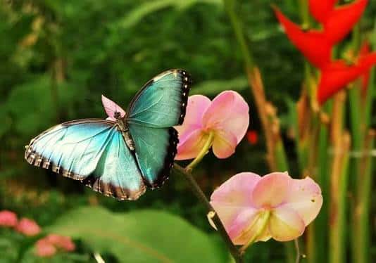 Mariposa azul morfo posada sobre flores rosas en ambiente tropical